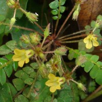 Biophytum reinwardtii (Zucc.) Klotzsch